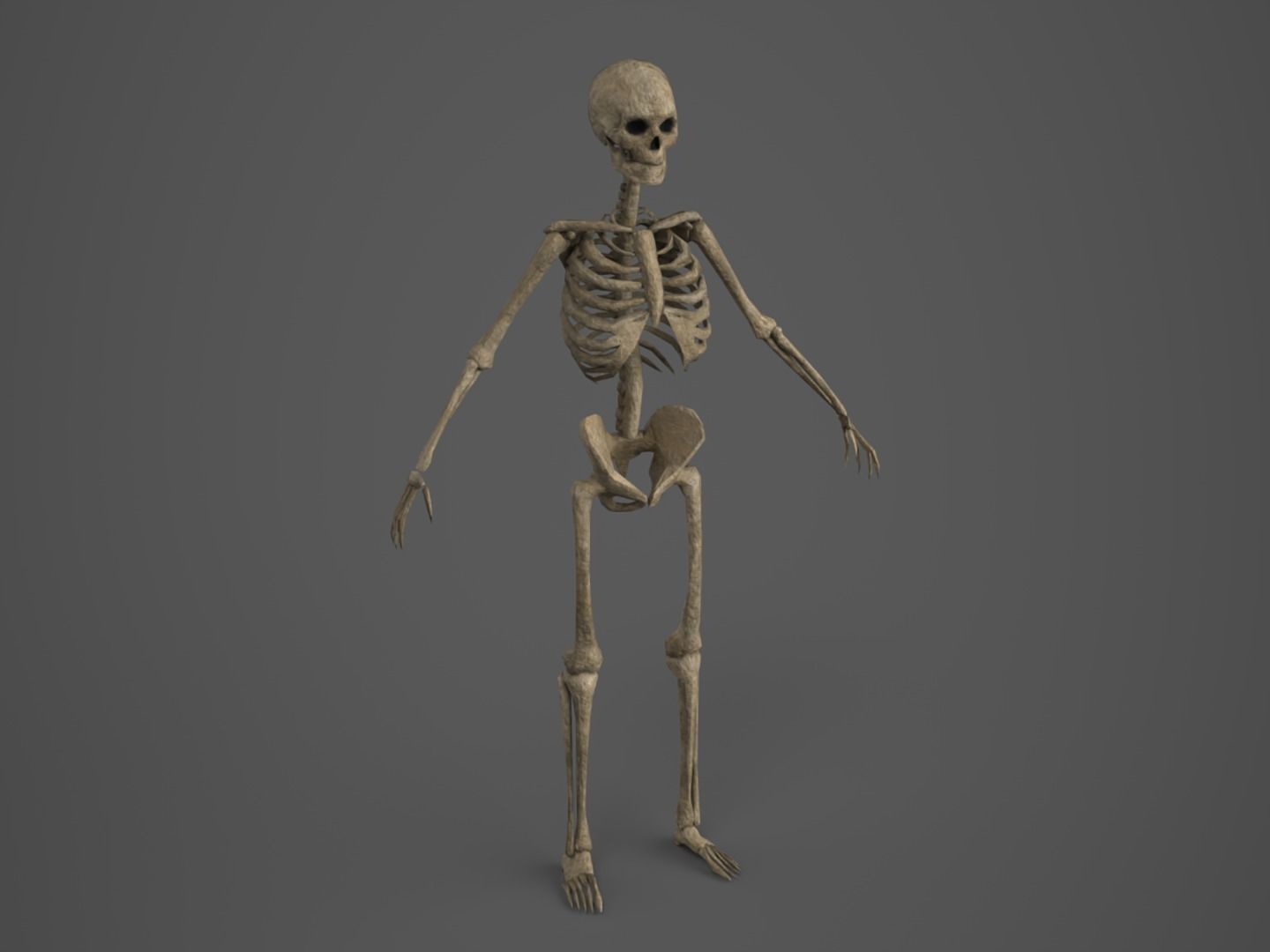 Skeleton - PBR - Animated - Low Poly Free low-poly 3D model_2