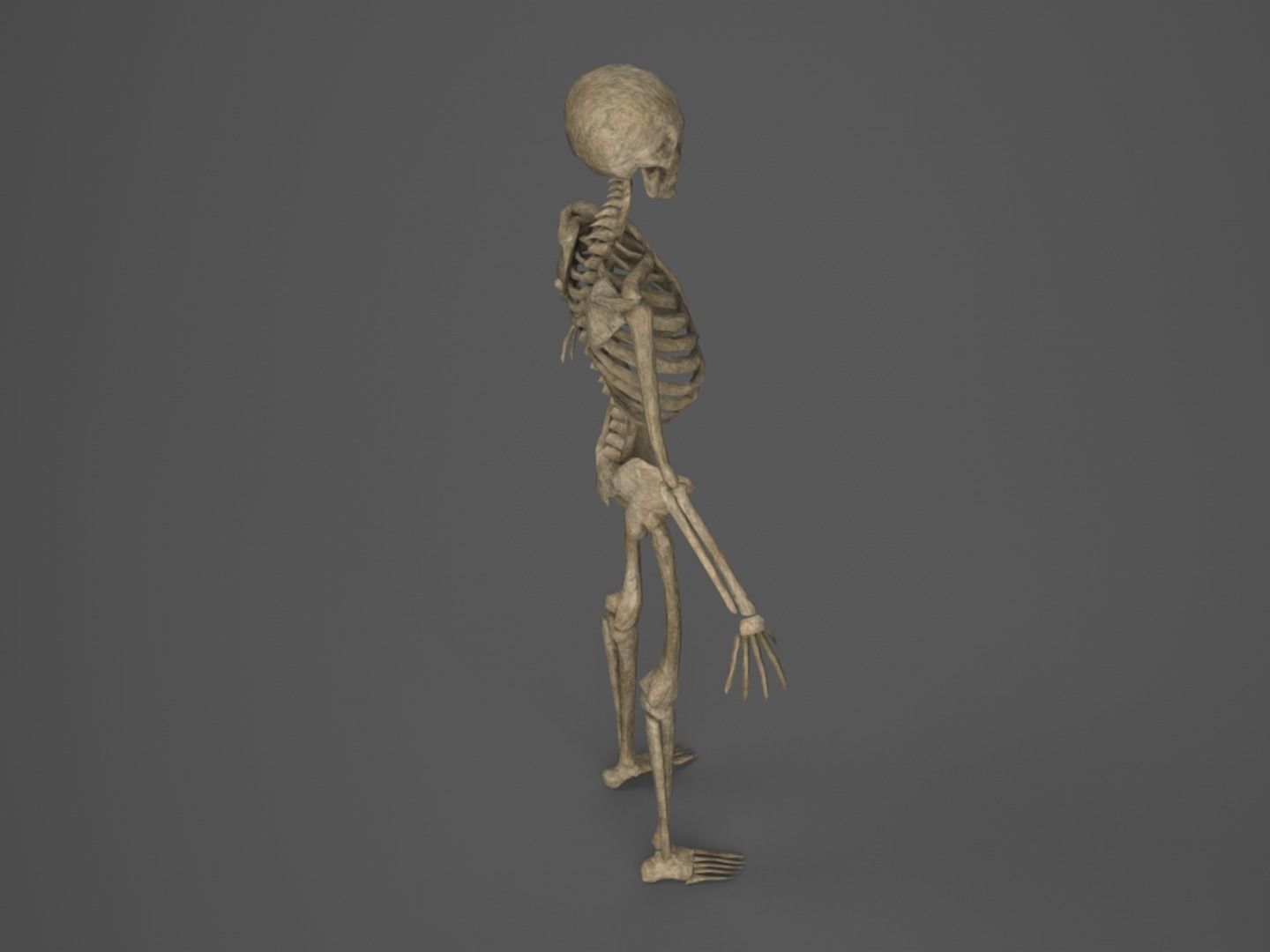Skeleton - PBR - Animated - Low Poly Free low-poly 3D model_4