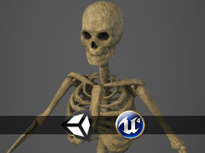 Skeleton - PBR - Animated - Low Poly Free low-poly 3D model