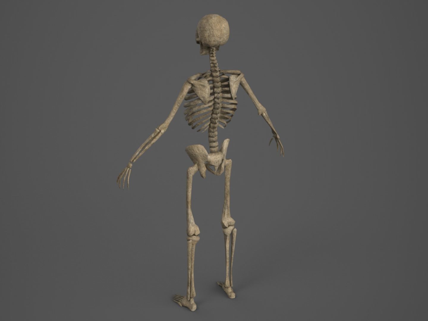 Skeleton - PBR - Animated - Low Poly Free low-poly 3D model_3
