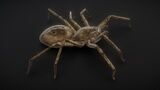 71 complete animations of spiders Low-poly 3D model_6