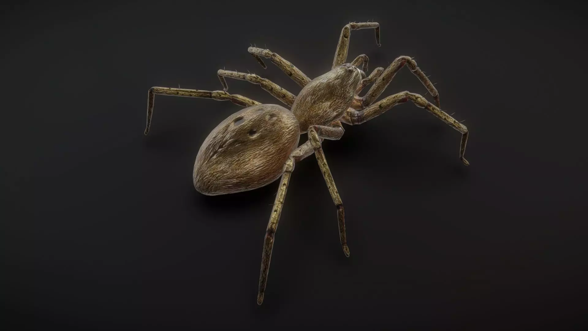 71 complete animations of spiders Low-poly 3D model_0
