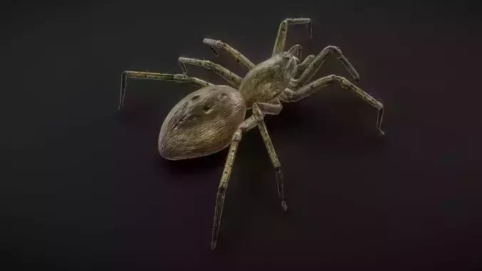 71 complete animations of spiders