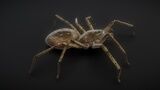 71 complete animations of spiders Low-poly 3D model_9
