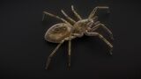 71 complete animations of spiders Low-poly 3D model_8