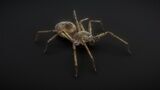 71 complete animations of spiders Low-poly 3D model_7