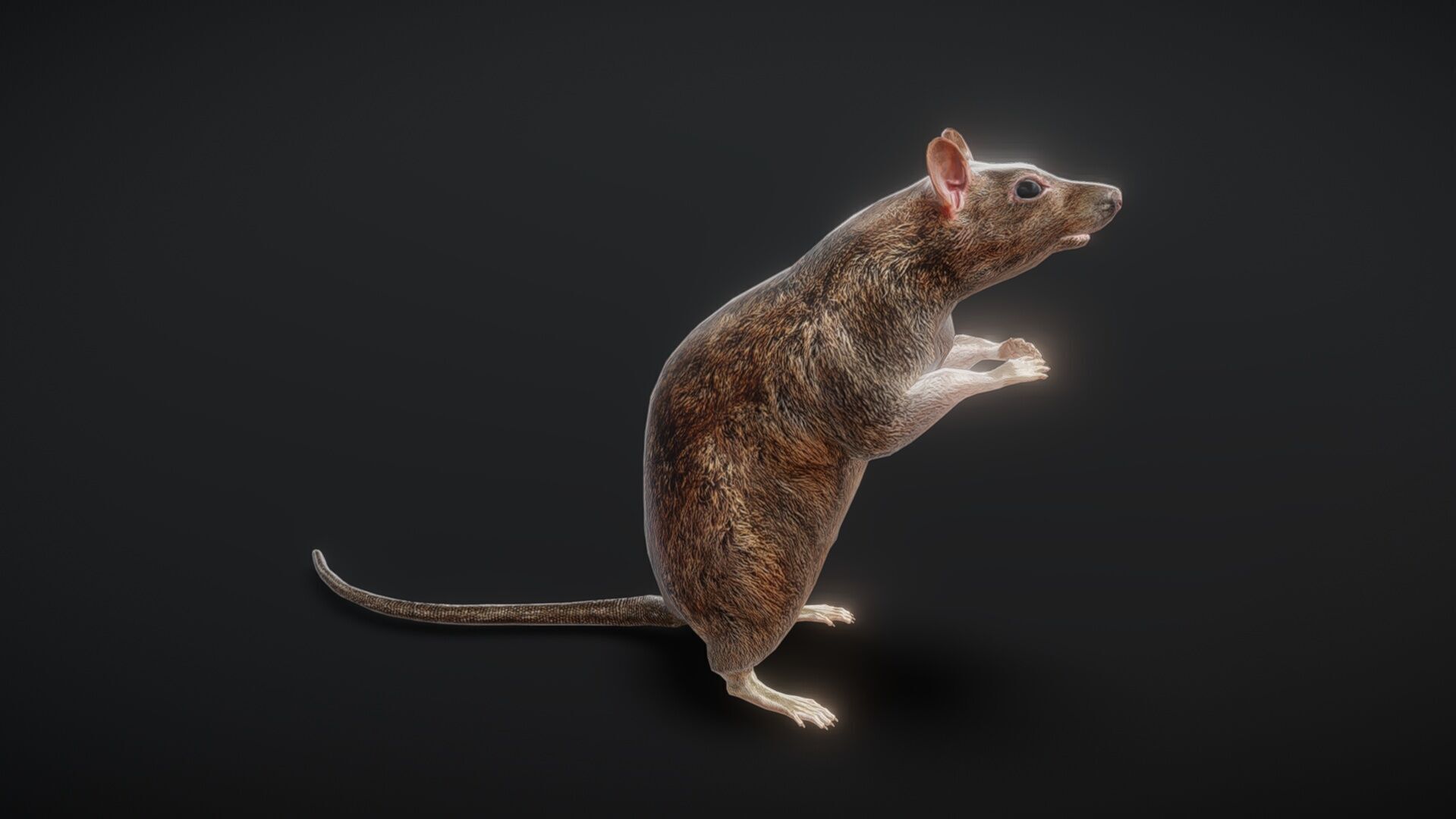 81 sets of complete animated mice Low-poly 3D model_6