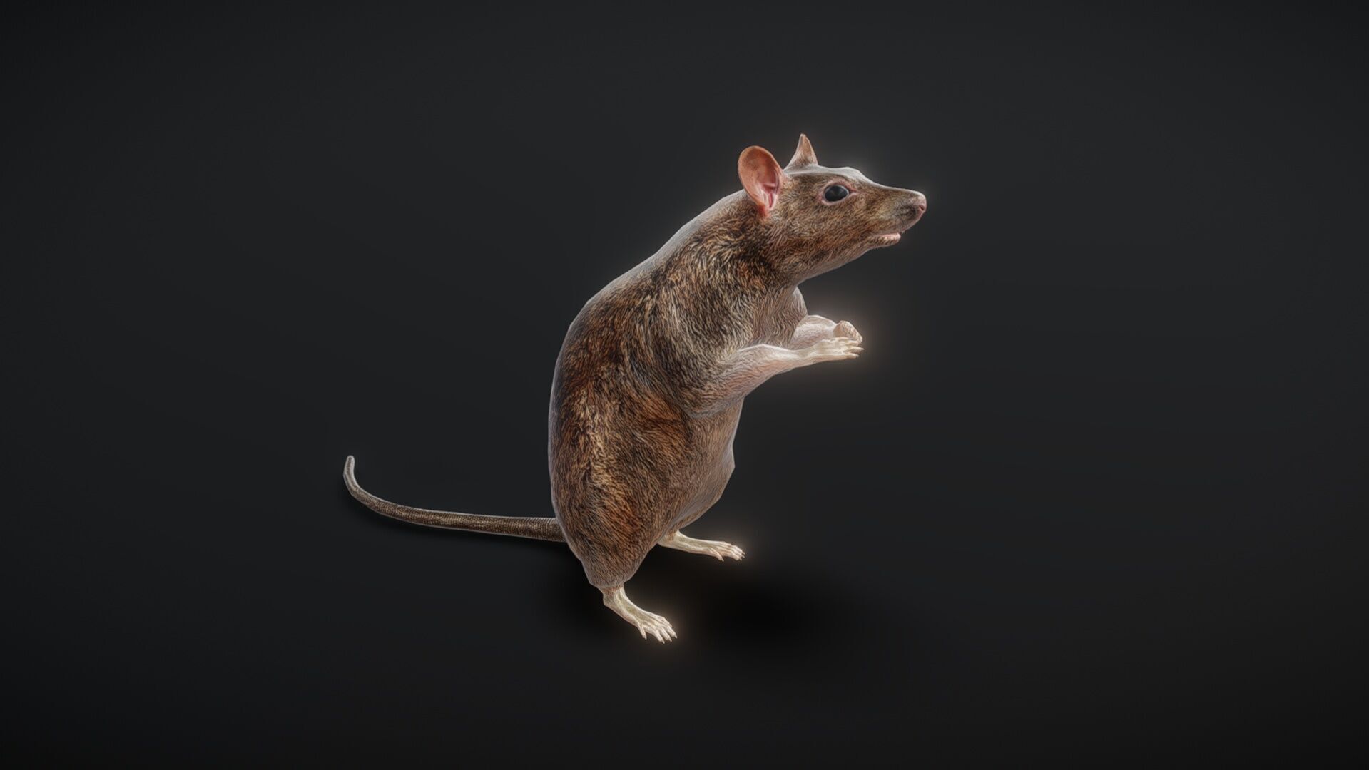 81 sets of complete animated mice Low-poly 3D model_7