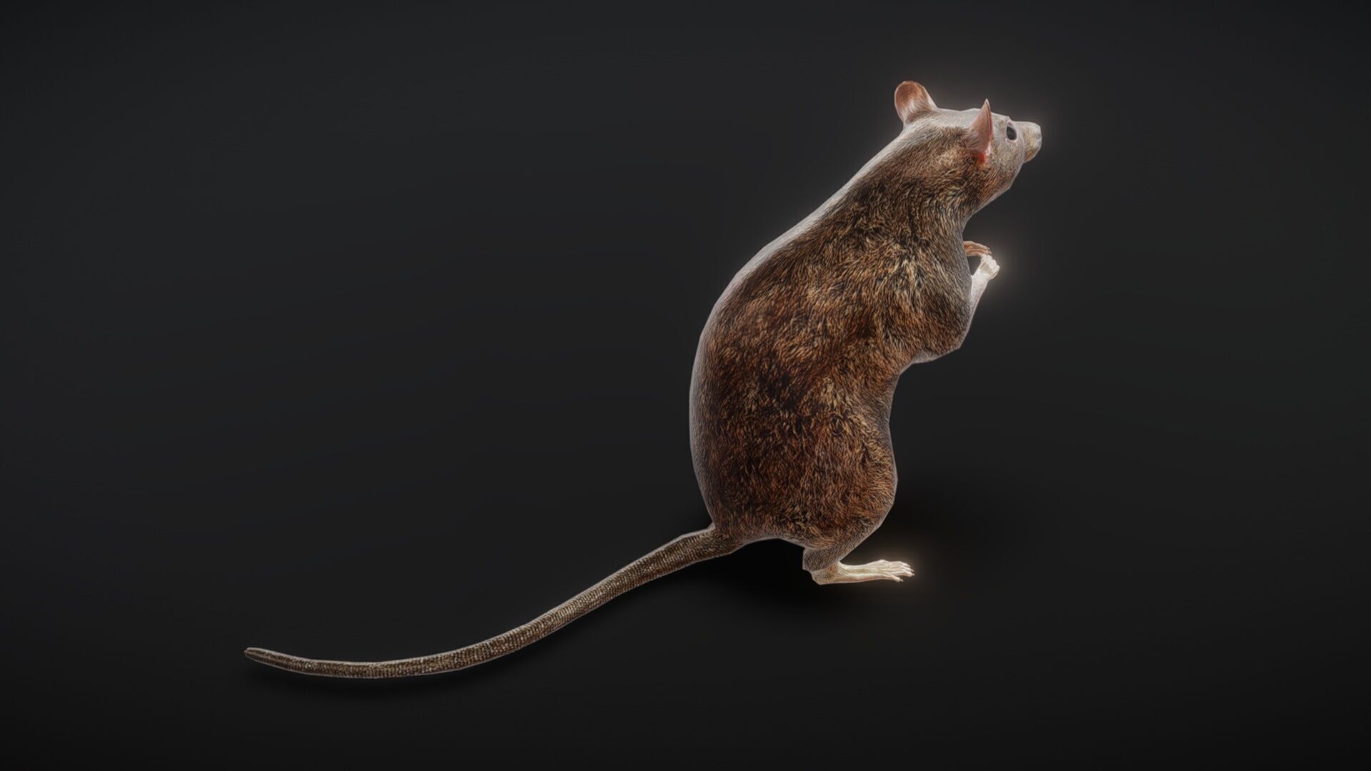 81 sets of complete animated mice Low-poly 3D model_8
