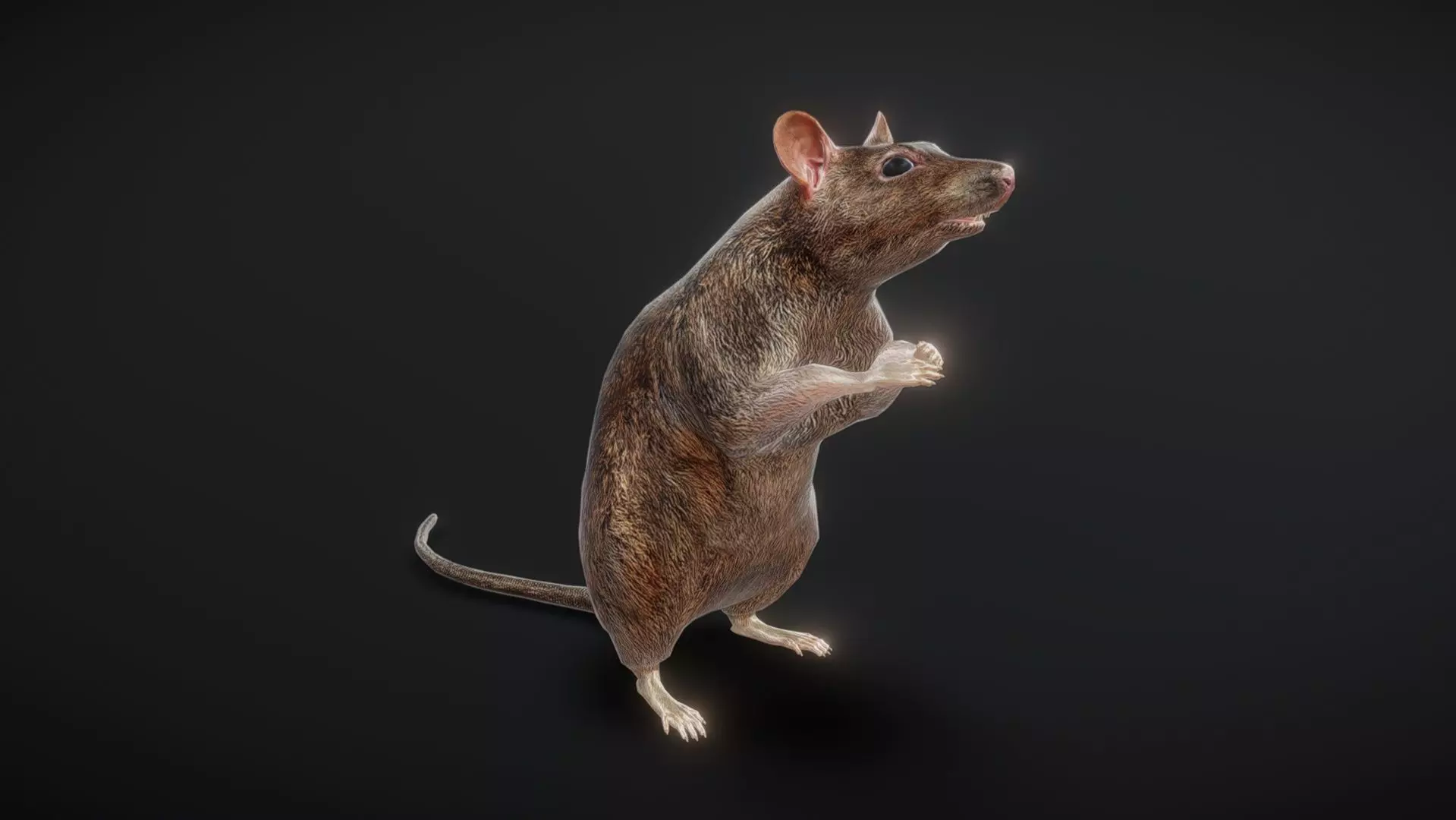 81 sets of complete animated mice Low-poly 3D model_0