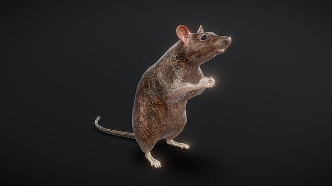 81 sets of complete animated mice Low-poly 3D model