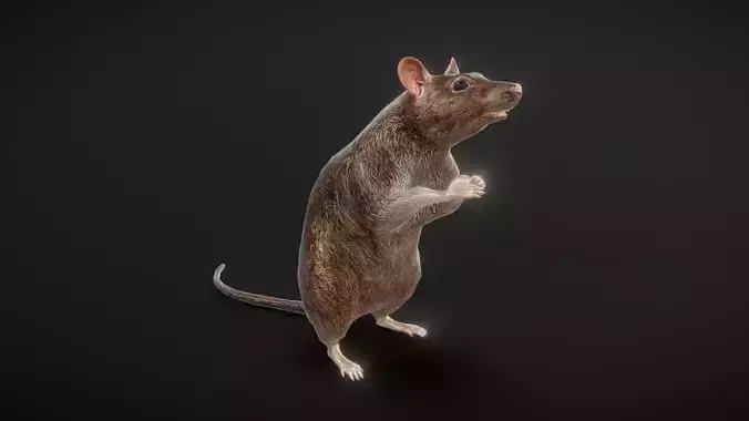 81 sets of complete animated mice Low-poly 3D model