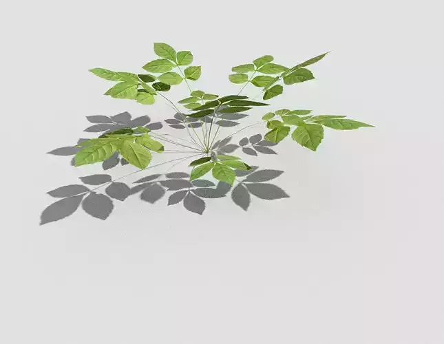 Low poly Plant