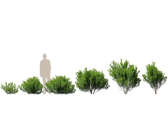 HighpolyLowPoly - Ilex glabra - evergreen winterberry Low-poly 3D model