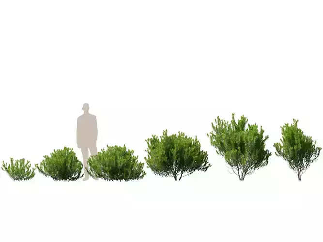 HighpolyLowPoly - Ilex glabra - evergreen winterberry