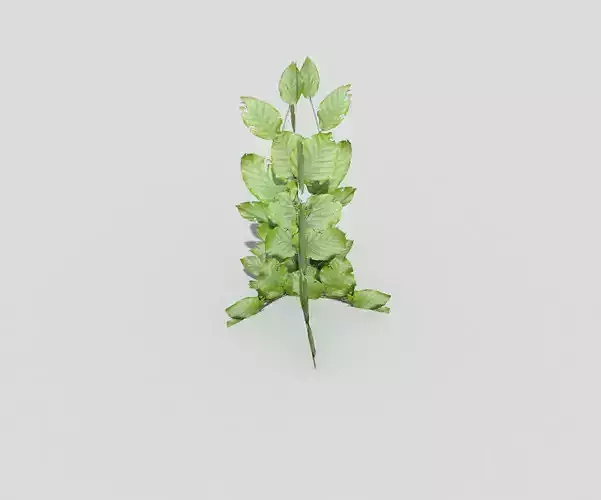 Low poly Plant