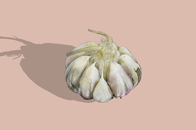 Garlic Bulb Low-poly 3D model 2