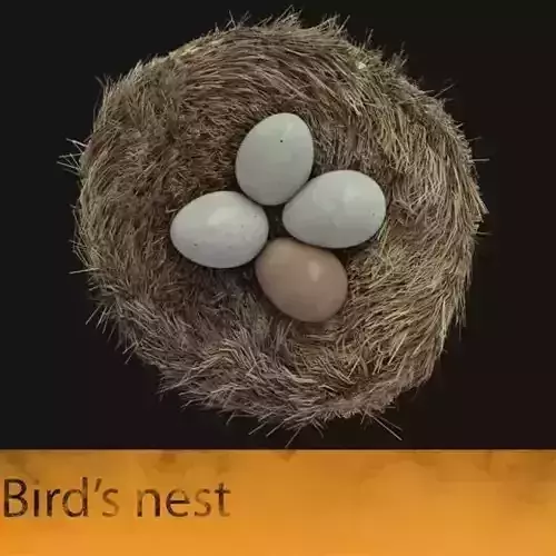 Bird nest with eggs