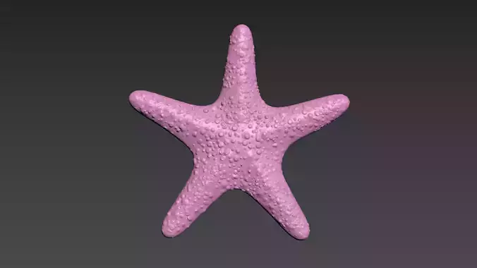 Starfish Sea Star