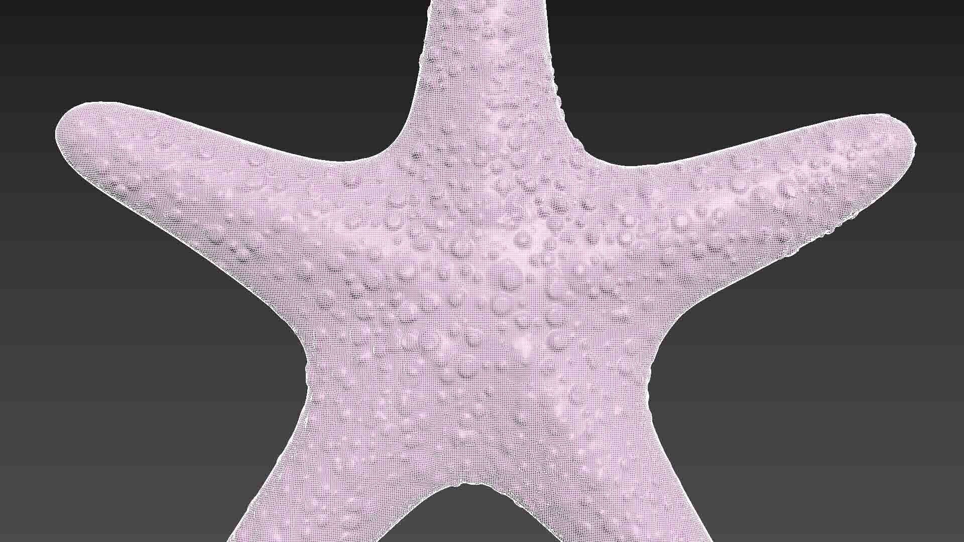 Starfish Sea Star 3D print model_5