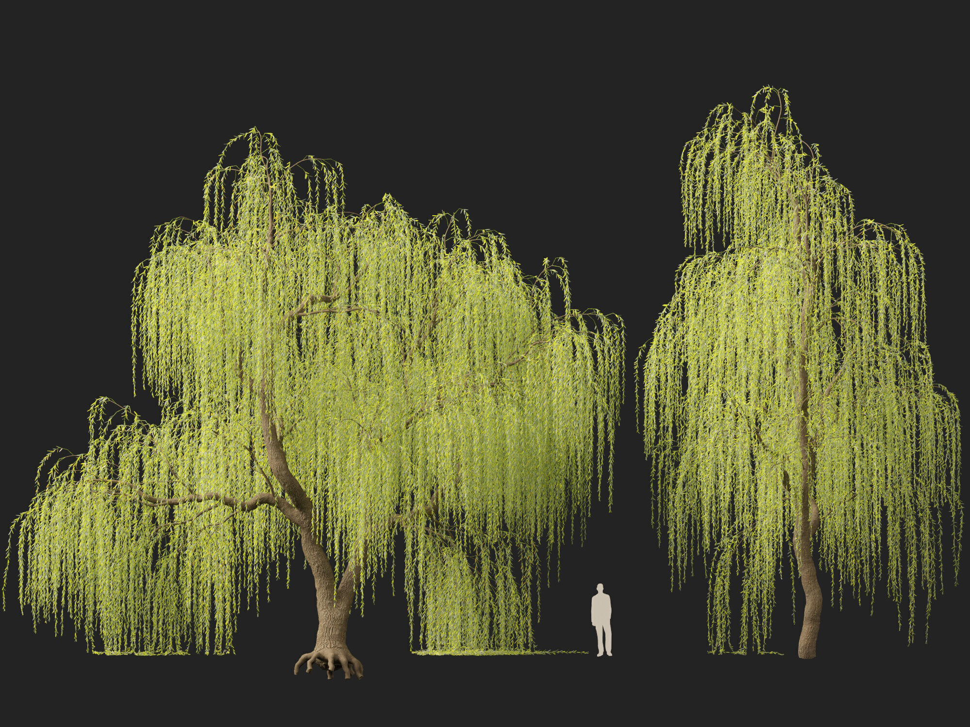 HighpolyLowPoly - Salix tristis - Golden weeping willow Low-poly 3D model_9