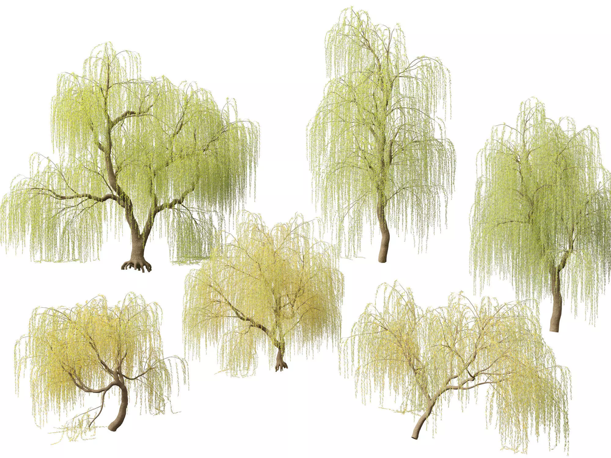 HighpolyLowPoly - Salix tristis - Golden weeping willow Low-poly 3D model_0