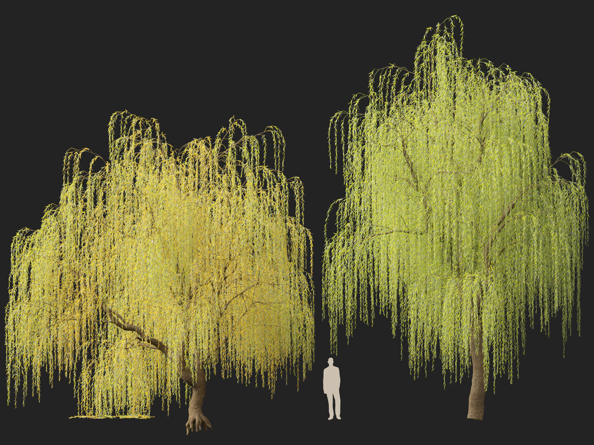 HighpolyLowPoly - Salix tristis - Golden weeping willow Low-poly 3D model_7