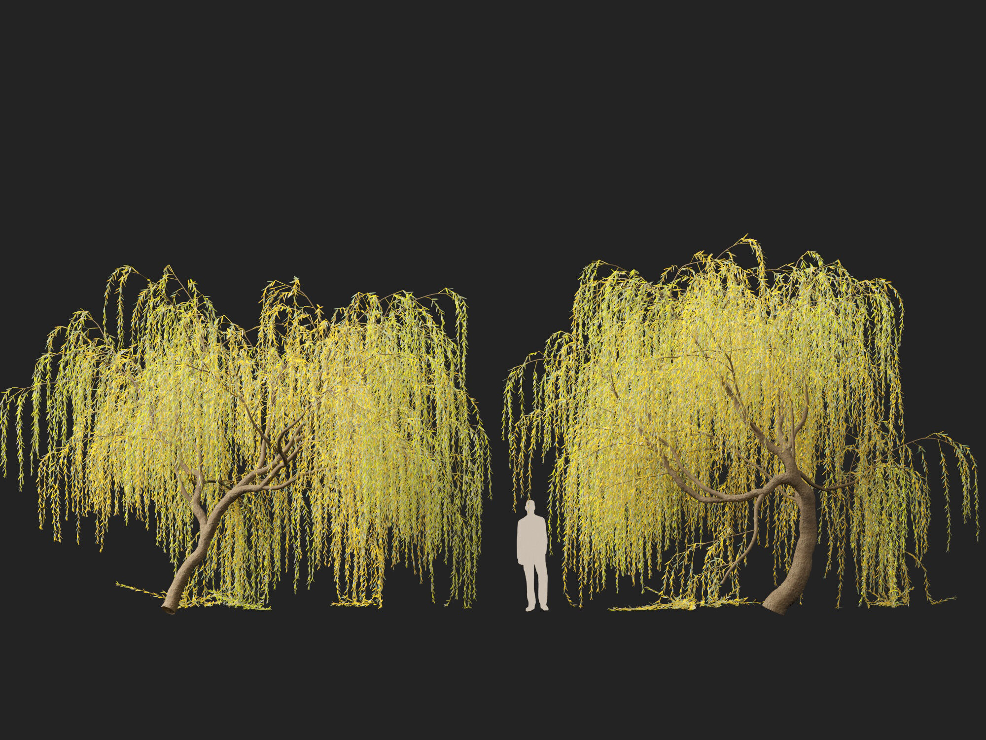 HighpolyLowPoly - Salix tristis - Golden weeping willow Low-poly 3D model_5
