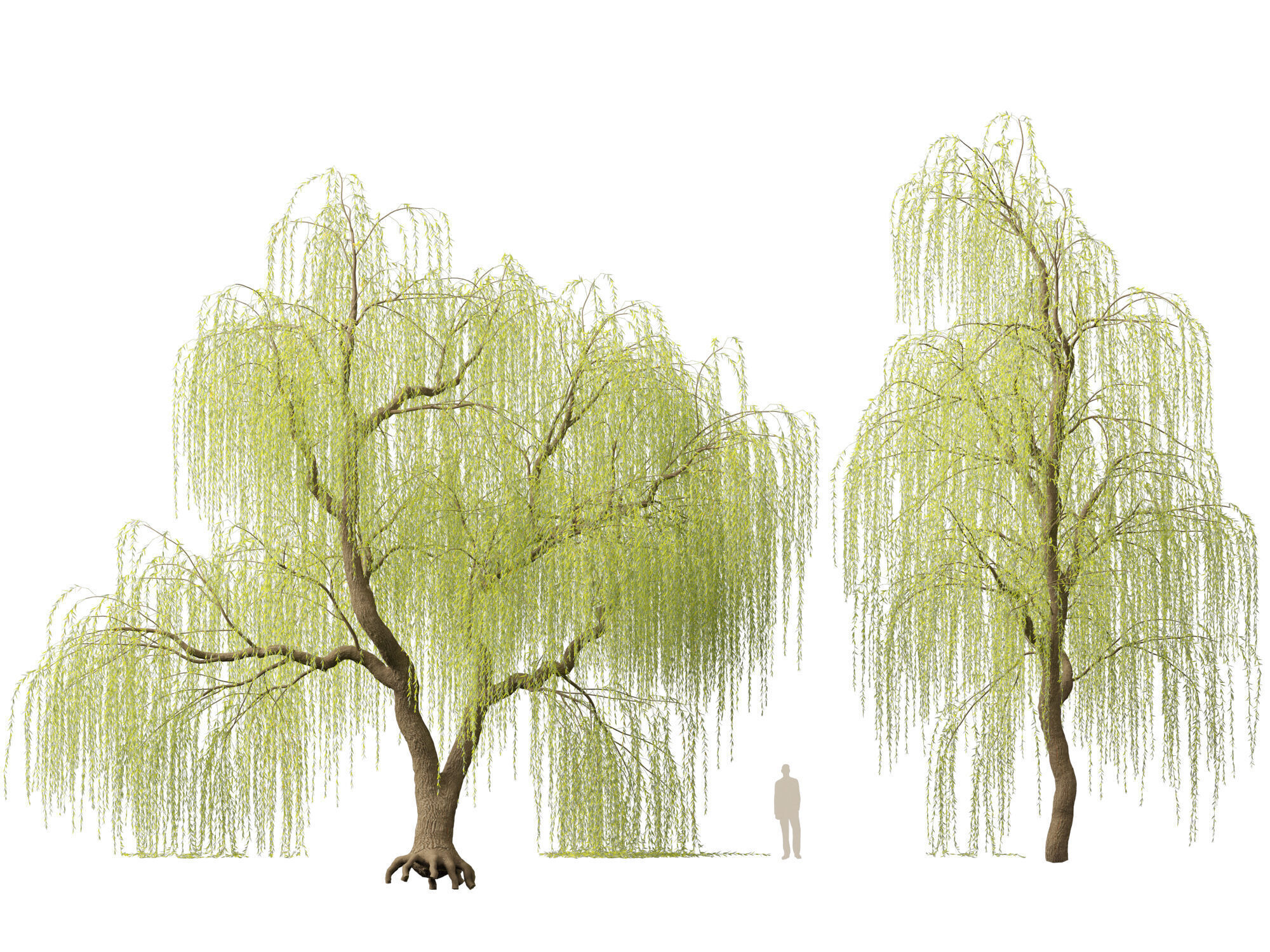HighpolyLowPoly - Salix tristis - Golden weeping willow Low-poly 3D model_8