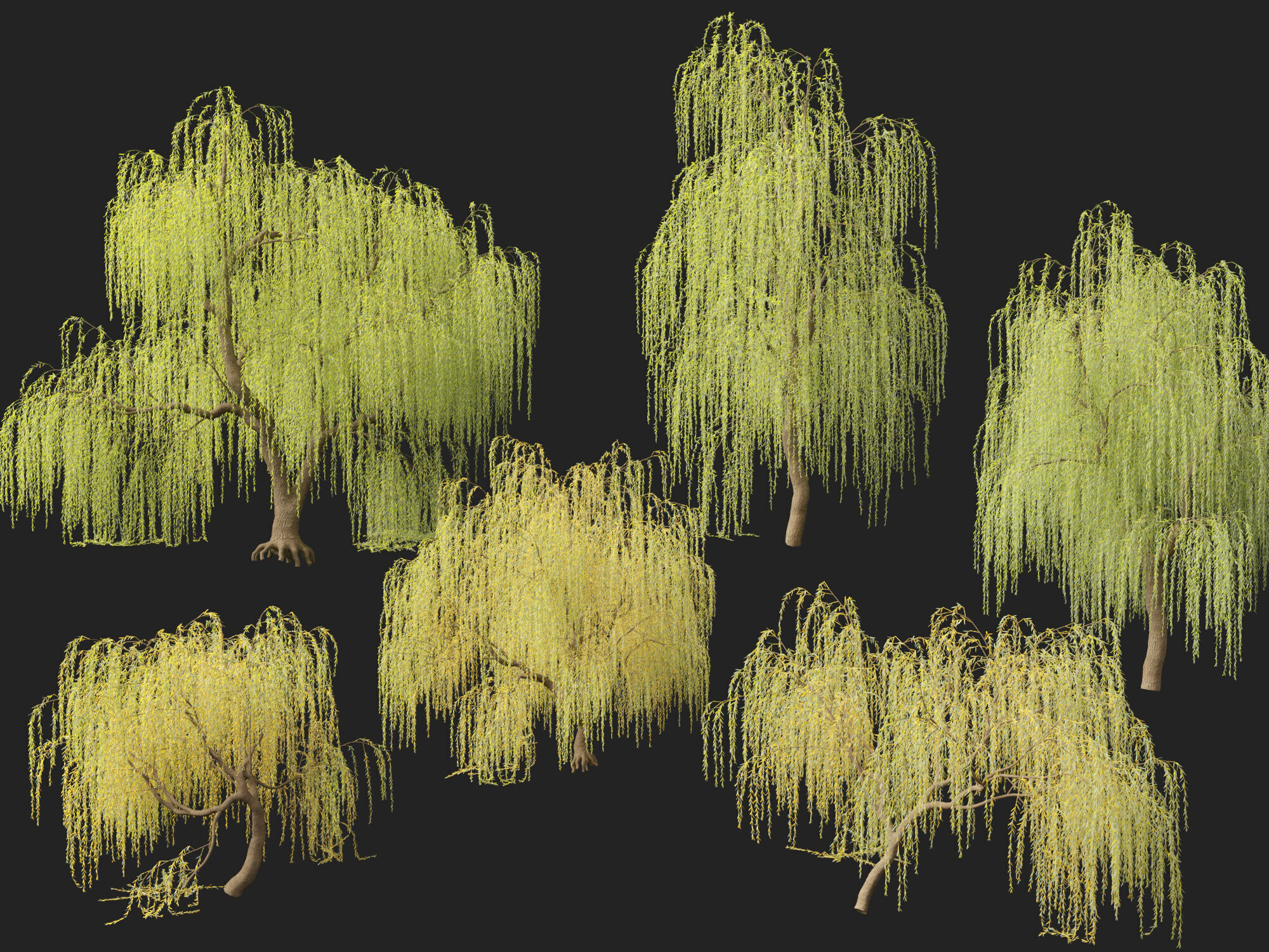 HighpolyLowPoly - Salix tristis - Golden weeping willow Low-poly 3D model_2