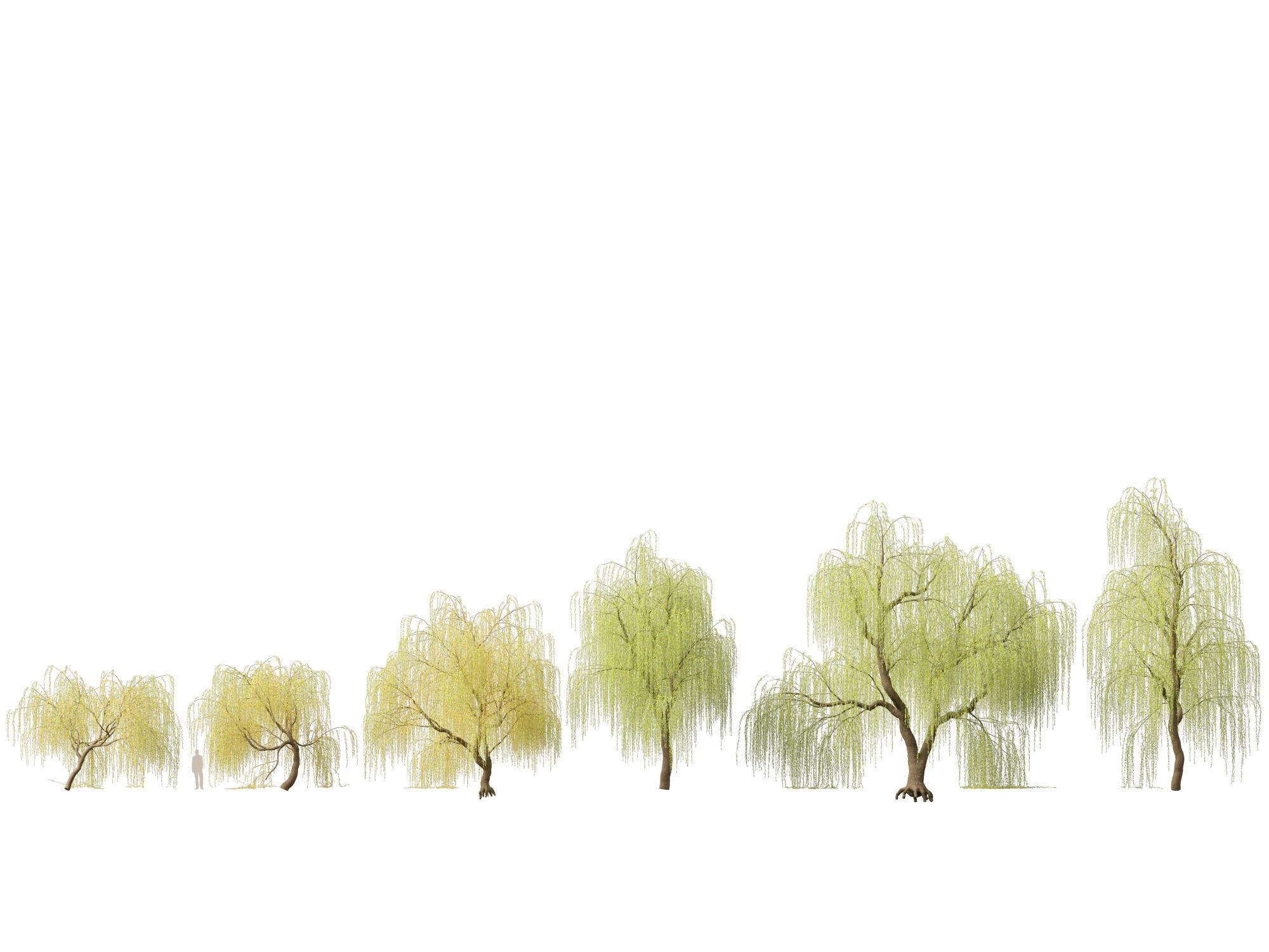 HighpolyLowPoly - Salix tristis - Golden weeping willow Low-poly 3D model_1