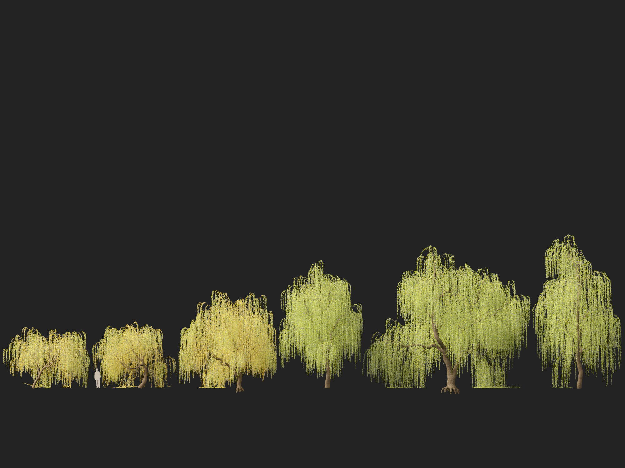 HighpolyLowPoly - Salix tristis - Golden weeping willow Low-poly 3D model_3