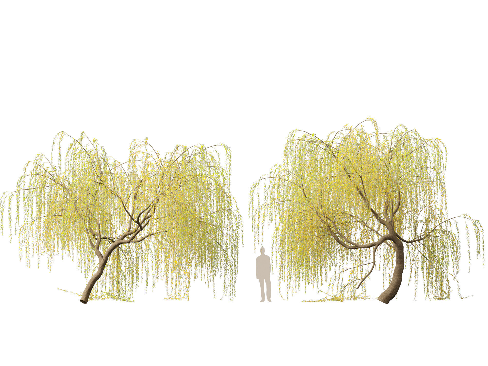 HighpolyLowPoly - Salix tristis - Golden weeping willow Low-poly 3D model_4