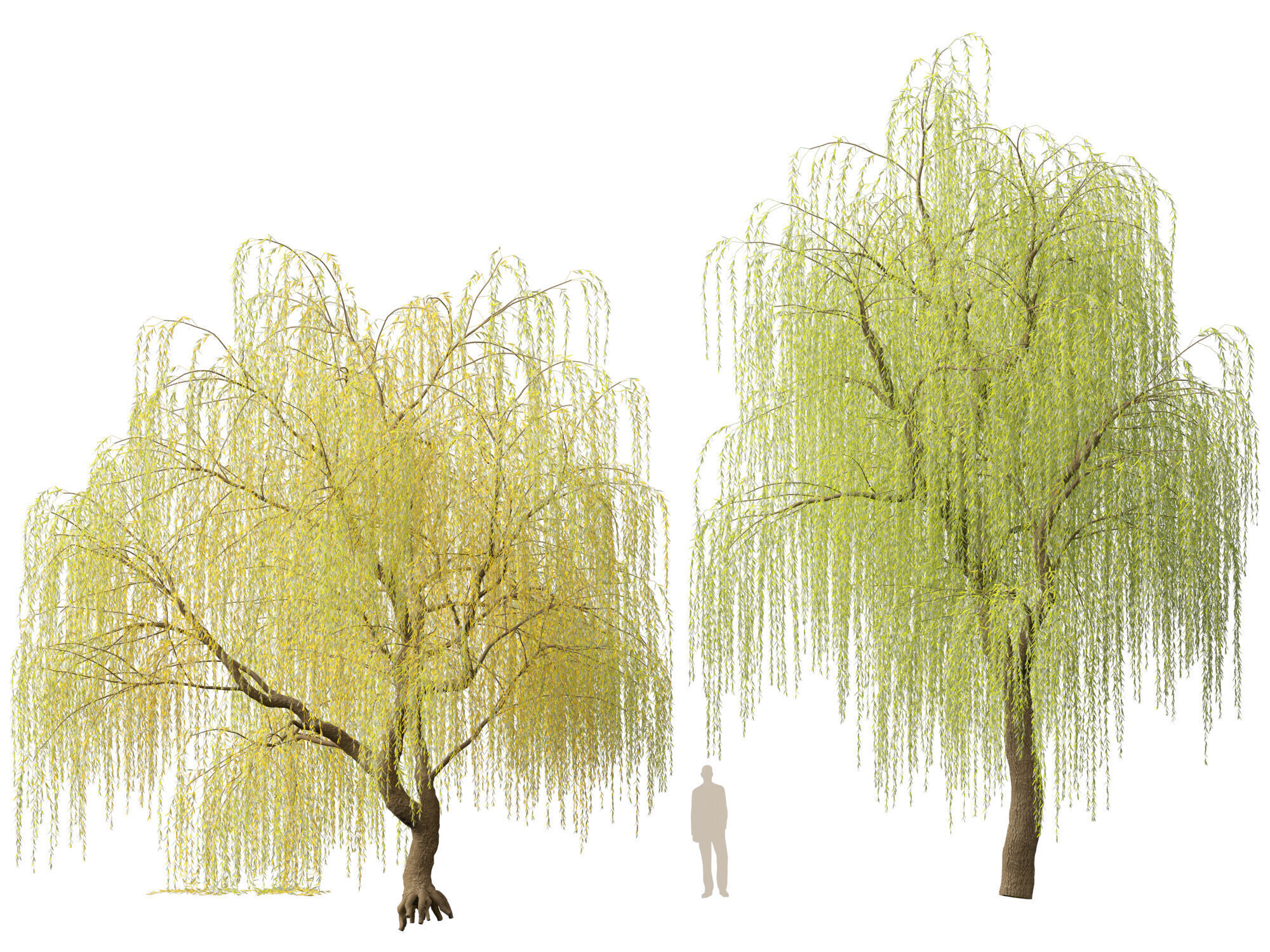 HighpolyLowPoly - Salix tristis - Golden weeping willow Low-poly 3D model_6