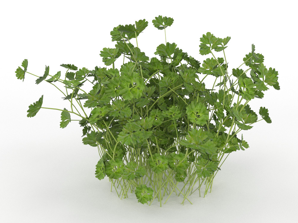 Plant Low-poly 3D model_1