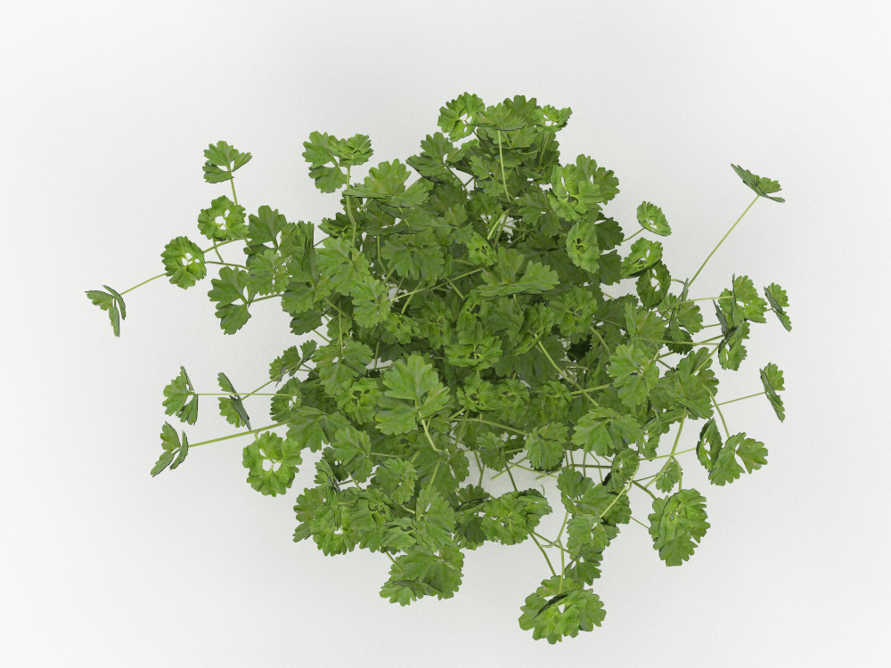 Plant Low-poly 3D model_3