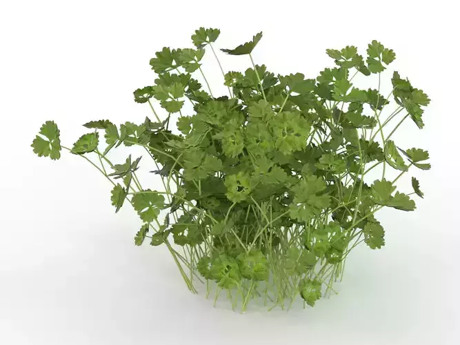 Plant Low-poly 3D model