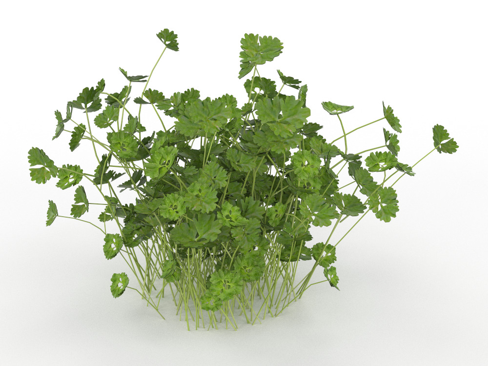 Plant Low-poly 3D model_2