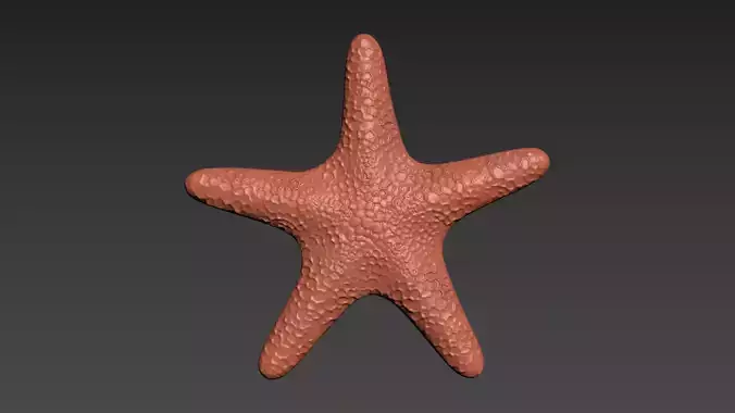 Starfish Echinoderm Sea Star 3D print model