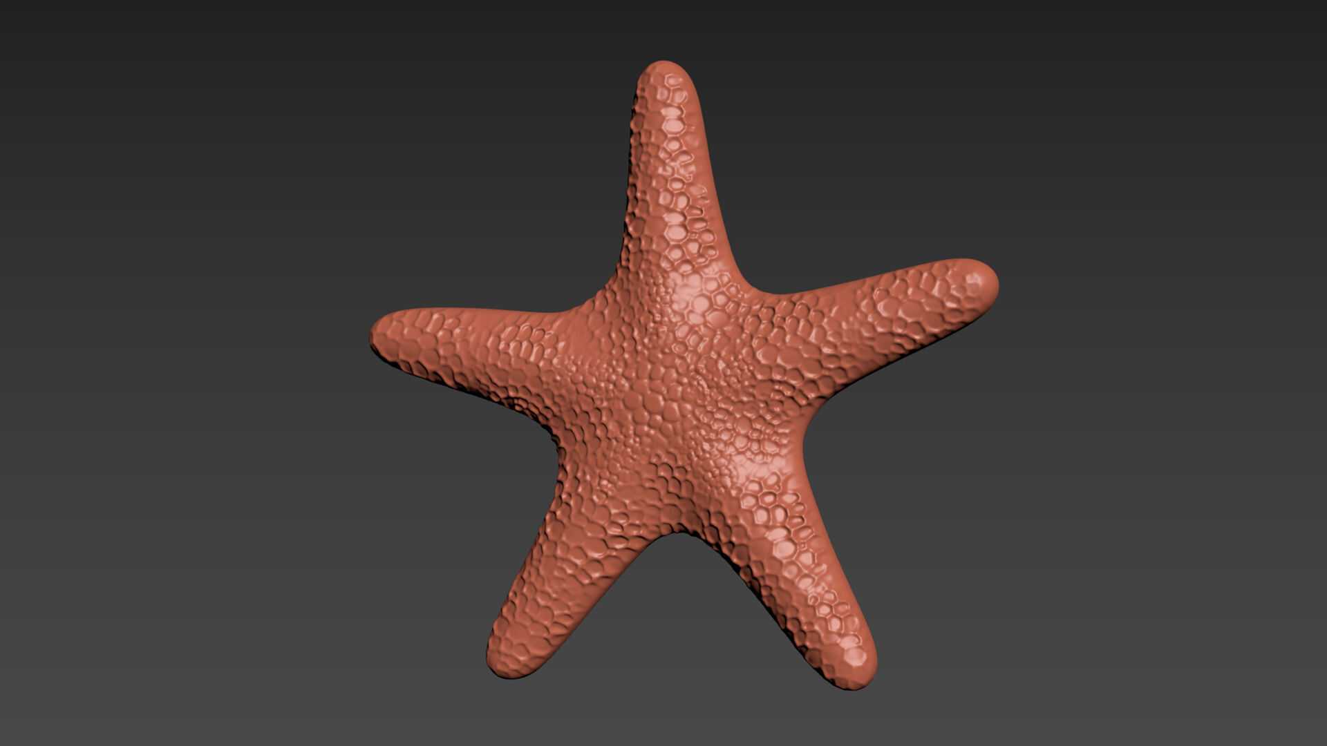 Starfish Echinoderm Sea Star 3D print model_8