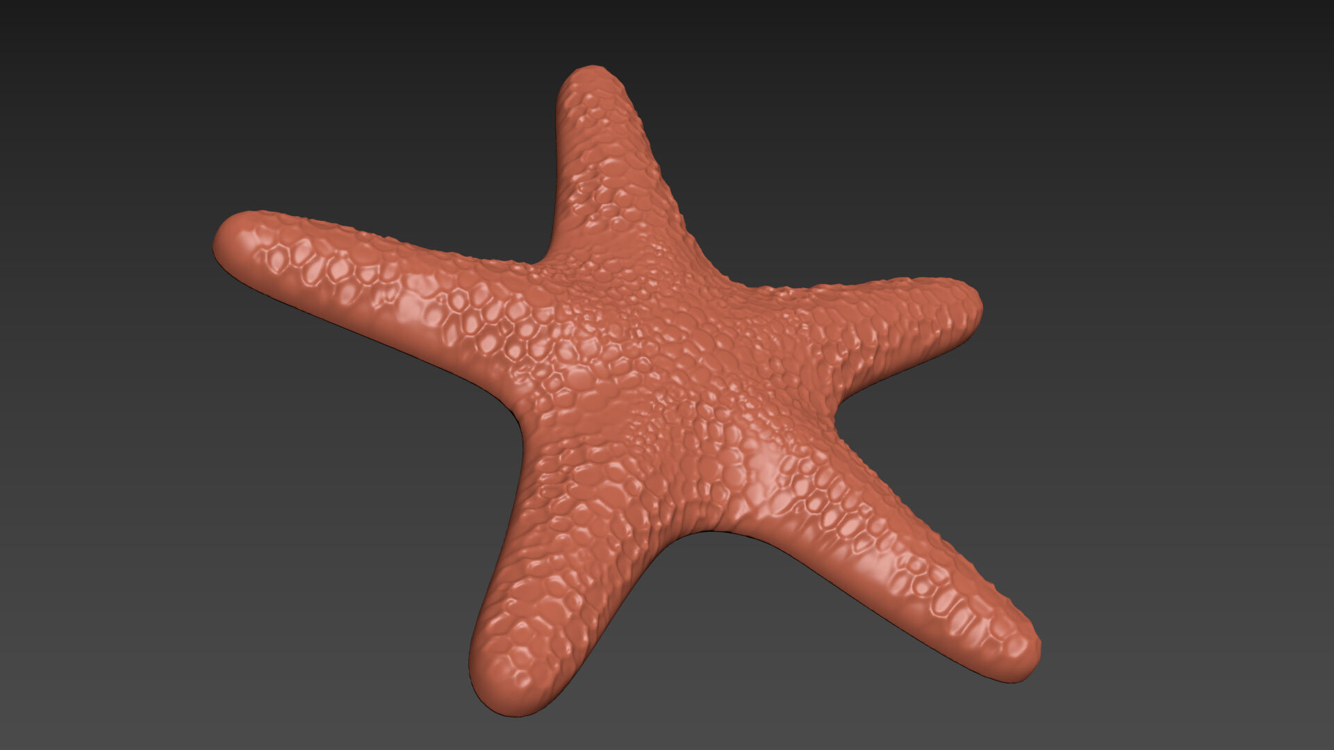 Starfish Echinoderm Sea Star 3D print model_6