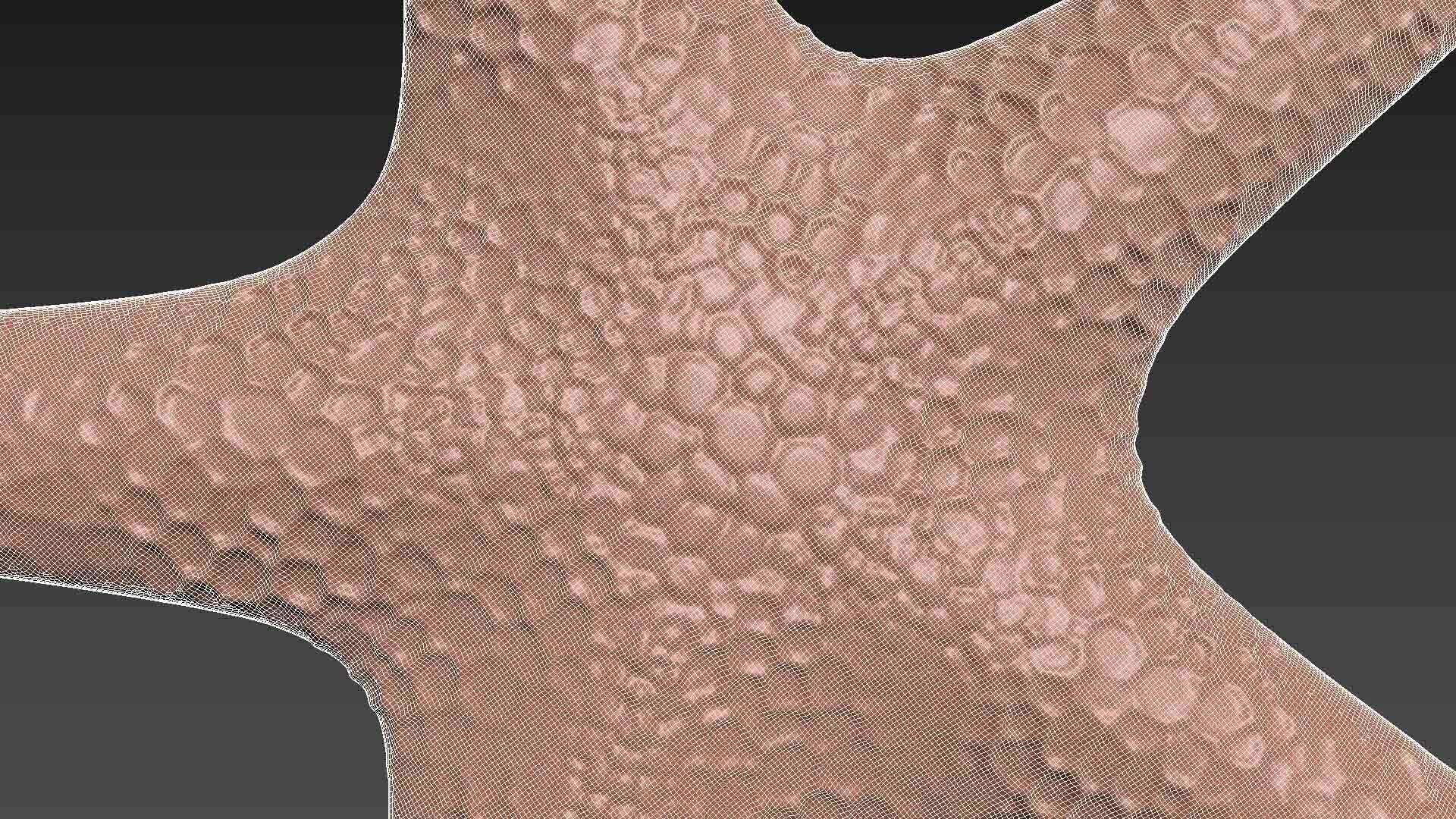 Starfish Echinoderm Sea Star 3D print model_7