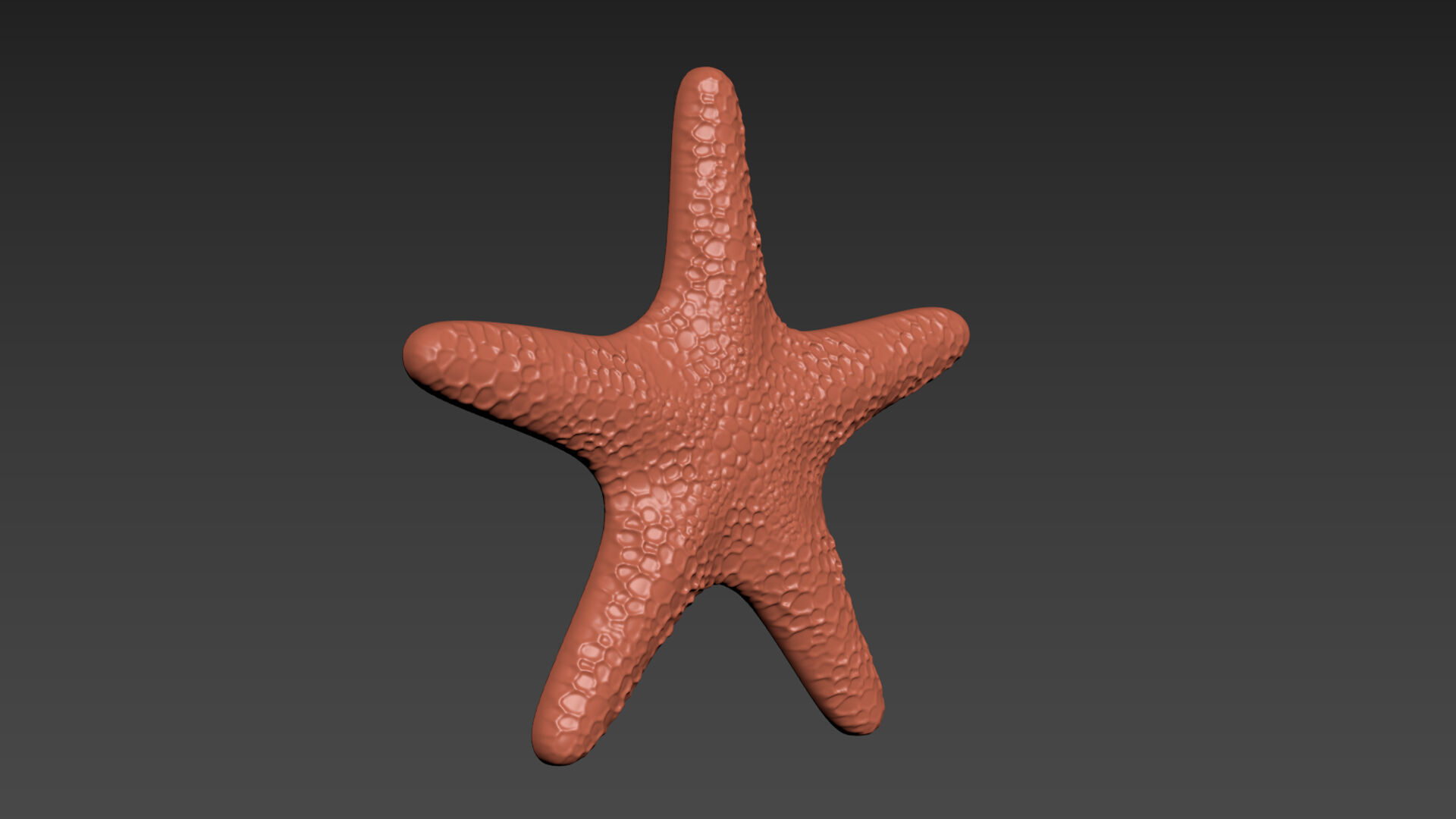 Starfish Echinoderm Sea Star 3D print model_4