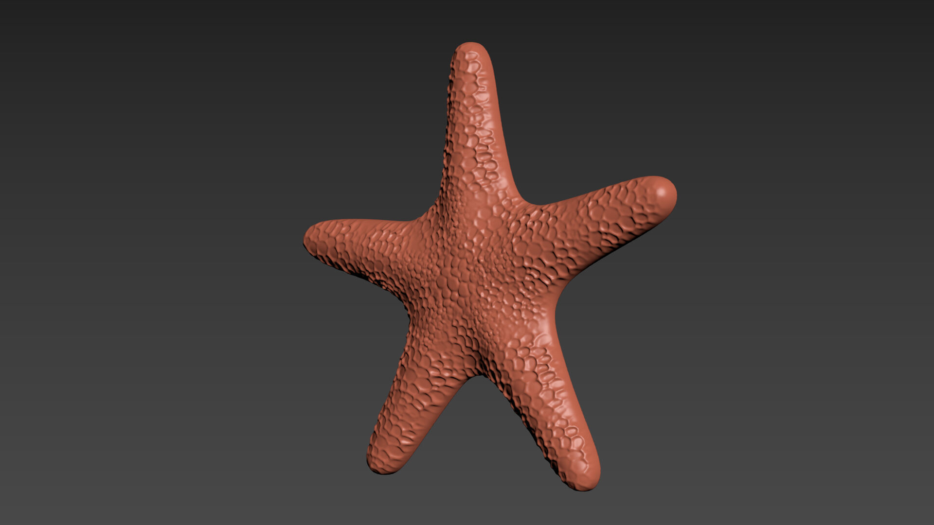 Starfish Echinoderm Sea Star 3D print model_9