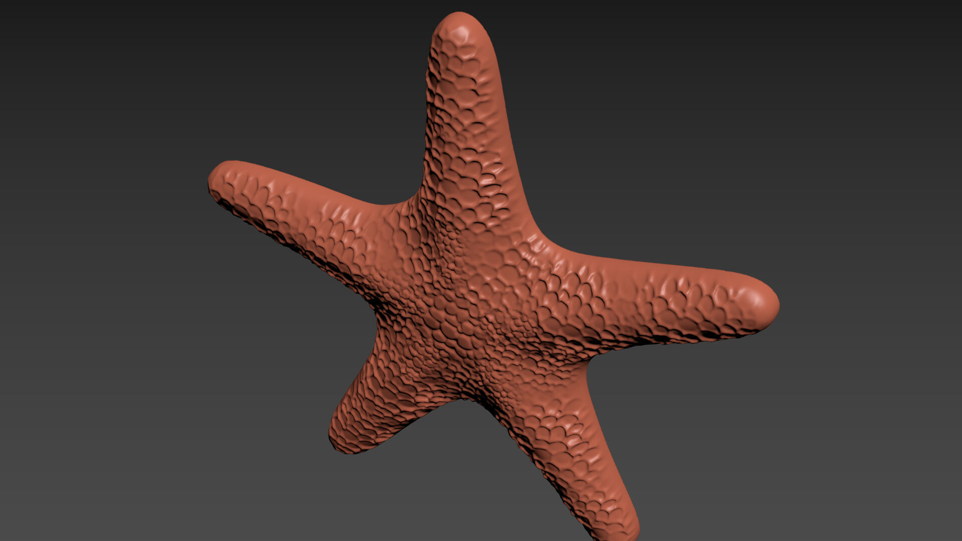 Starfish Echinoderm Sea Star 3D print model_5