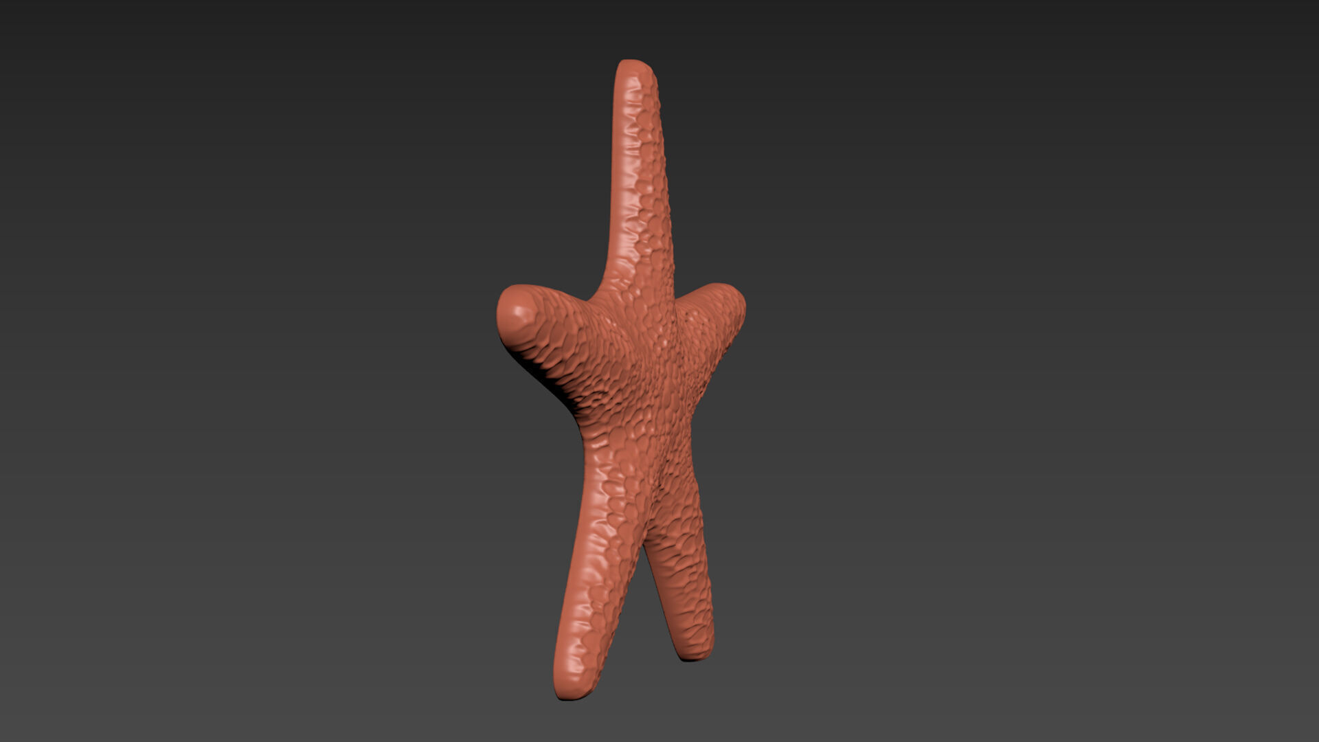 Starfish Echinoderm Sea Star 3D print model_3