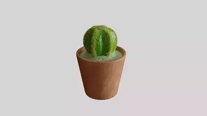 Small Cactus