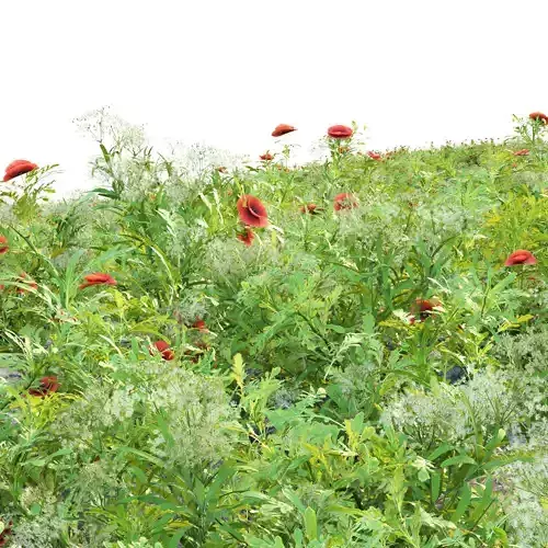 Common Poppy and Wild Plants Collection Vol 292