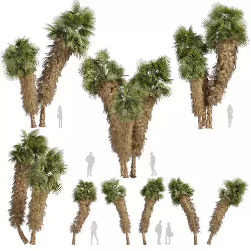 Washingtonia Palm Tree 3D Model - Vol 623 - 3d plant model  3D model