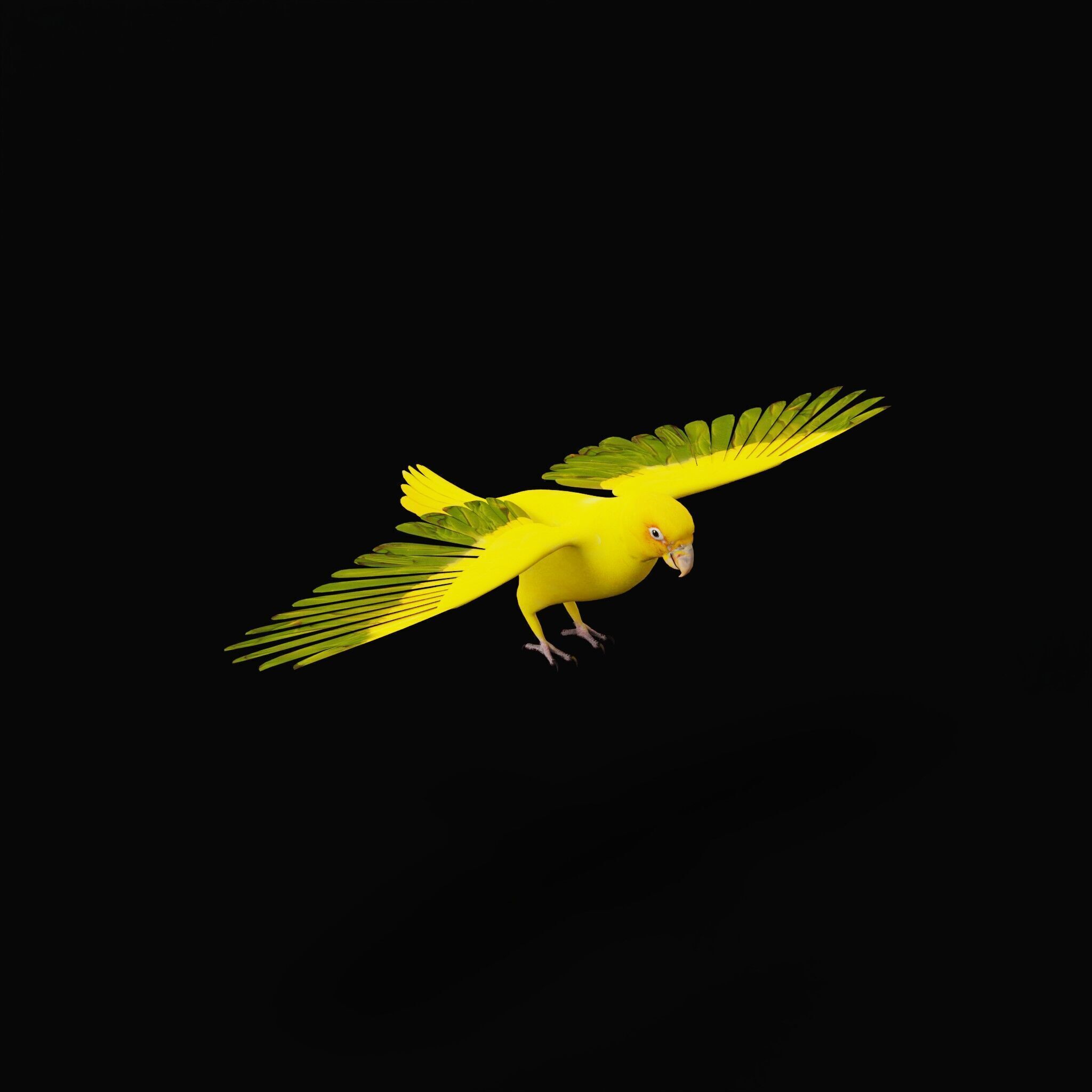 Golden Parrot Conure Low-poly 3D model_46